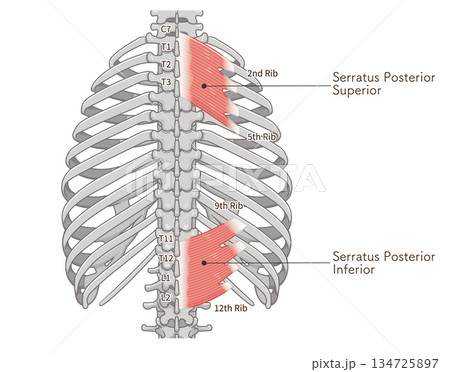 上後鋸筋・下後鋸筋のイラスト、Serratus Posterior illustration 134725897