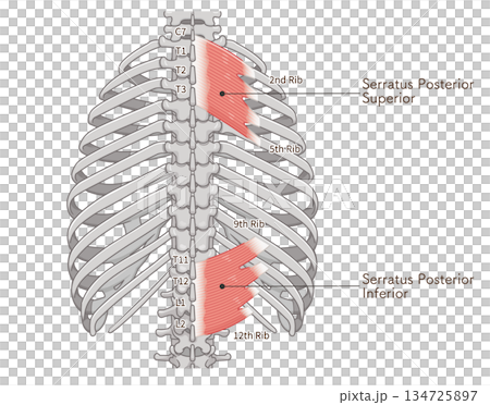 上後鋸筋・下後鋸筋のイラスト、Serratus Posterior illustration 134725897