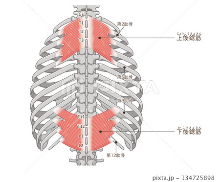 上後鋸筋・下後鋸筋のイラスト、Serratus Posterior illustration 134725898