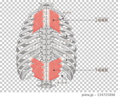 上後鋸筋・下後鋸筋のイラスト、Serratus Posterior illustration 134725898