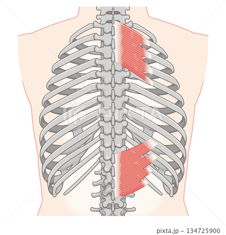 上後鋸筋・下後鋸筋のイラスト、Serratus Posterior illustration 134725900