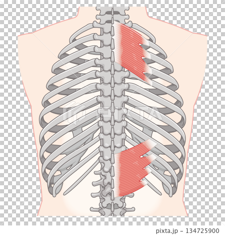 上後鋸筋・下後鋸筋のイラスト、Serratus Posterior illustration 134725900