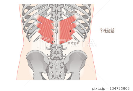 下後鋸筋のイラスト、Serratus Posterior Inferior illustration 134725903
