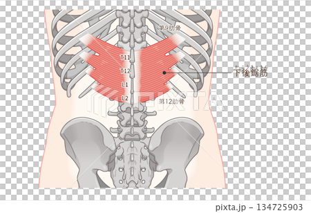 Illustration of the serratus posterior inferior muscle 134725903