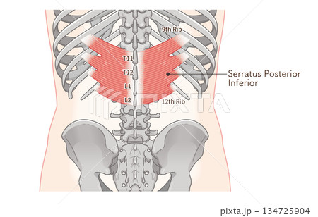 下後鋸筋のイラスト、Serratus Posterior Inferior illustration 134725904