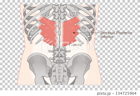 下後鋸筋のイラスト、Serratus Posterior Inferior illustration 134725904