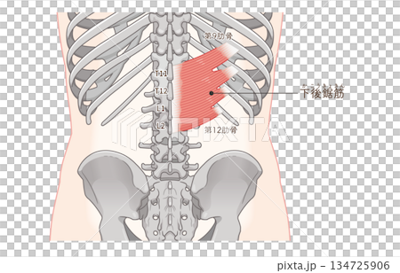 Illustration of the serratus posterior inferior muscle 134725906
