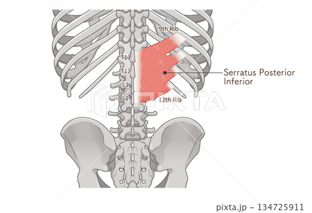 下後鋸筋のイラスト、Serratus Posterior Inferior illustration 134725911