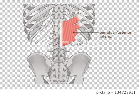 下後鋸筋のイラスト、Serratus Posterior Inferior illustration 134725911