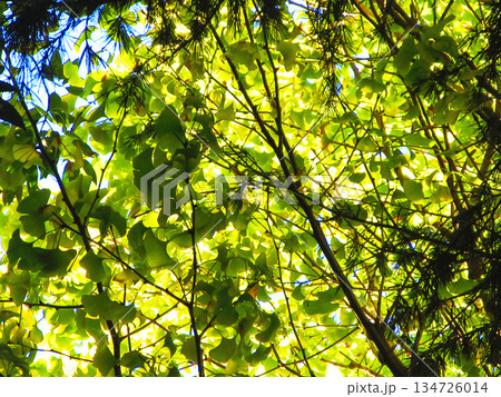 イチョウの黄葉の風景 134726014