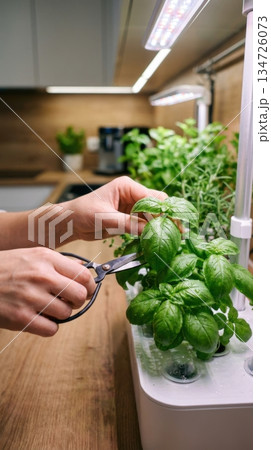 Hands Harvesting Fresh Herbs from High Tech Indoor Smart Garden System 134726073