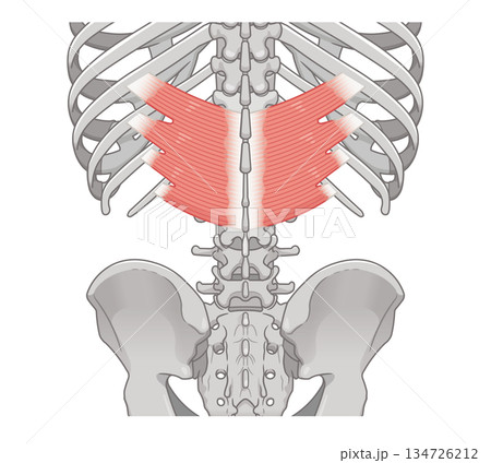 下後鋸筋のイラスト、Serratus Posterior Inferior illustration 下後鋸筋のイラスト、Serratus Posterior Inferior illustration 134726212
