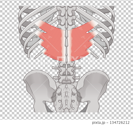 Illustration of the serratus posterior inferior muscle Illustration of the serratus posterior inferior muscle 134726212