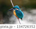 カワセミ 134726352
