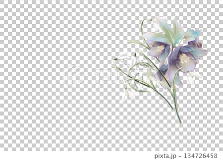 Snowdrop and Christmas rose bouquet 134726458