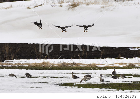 ヒシクイ 134726538