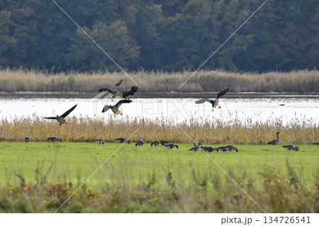 ヒシクイ 134726541