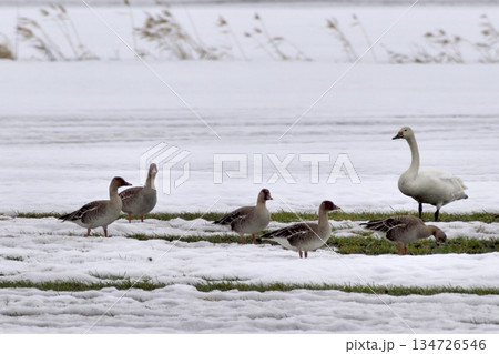 ヒシクイ 134726546