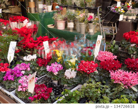 売り場に並んだシクラメンとポインセチア 134726618