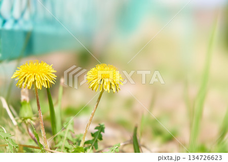 フェンス際に咲く力強いタンポポの花 134726623