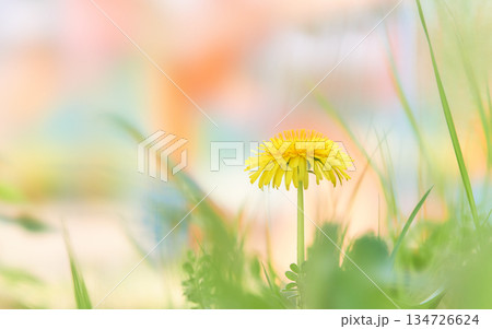 カラフルな背景一輪のタンポポの花 134726624
