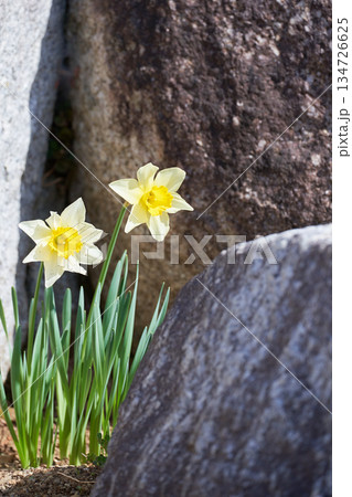 岩場に咲く力強くたくましい水仙の花 134726625