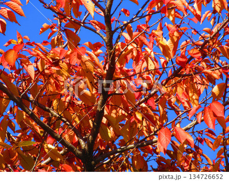秋の街路樹の紅葉の風景（落葉の風景） 134726652