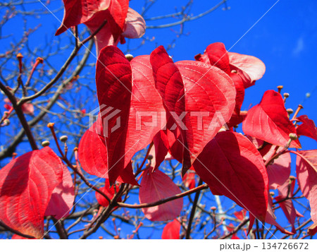 街路樹の秋の紅葉の風景 街路樹の秋の紅葉の風景 134726672
