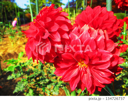 ダリアの花の美しい風景 134726737