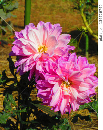 ダリアの花の美しい風景 134726740