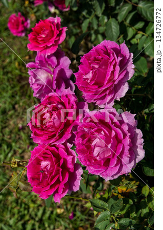 花 フラワー お花 134726772