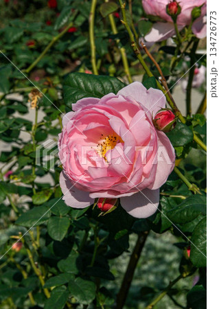 花 フラワー お花 134726773