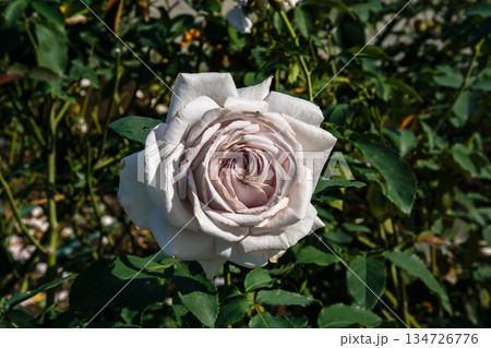 花 フラワー お花 134726776