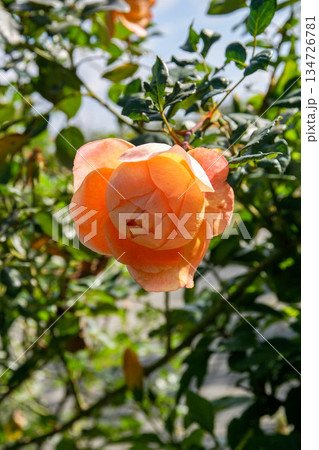 花 フラワー お花 134726781