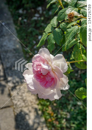 花 フラワー お花 134726789