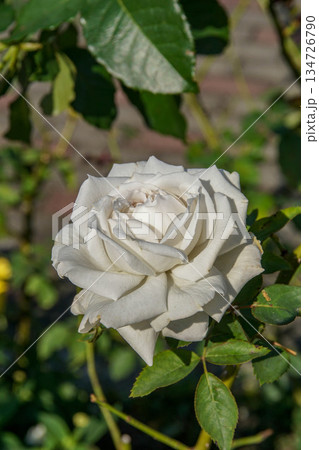 花 フラワー お花 134726790