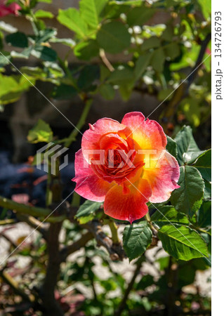 花 フラワー お花 134726793