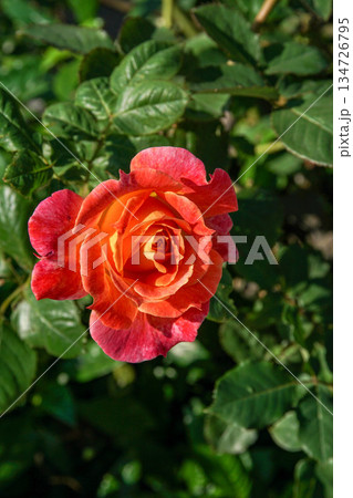 花 フラワー お花 134726795