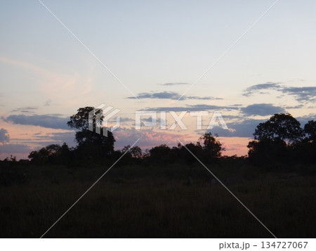 パンタナルの風景 134727067