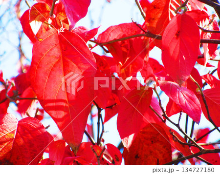 秋の紅葉の風景(2025年撮影) 秋の紅葉の風景(2025年撮影) 134727180