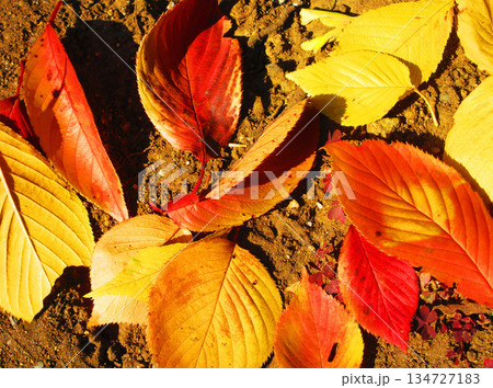 秋の紅葉の風景（2025年撮影） 134727183
