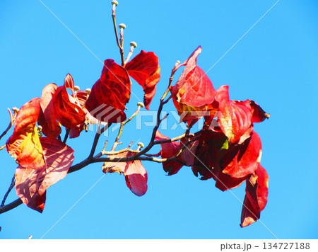 秋の紅葉の風景(2025年撮影) 秋の紅葉の風景(2025年撮影) 134727188