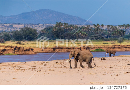 African elephant in Samburu National Reserve African elephant in Samburu National Reserve 134727376