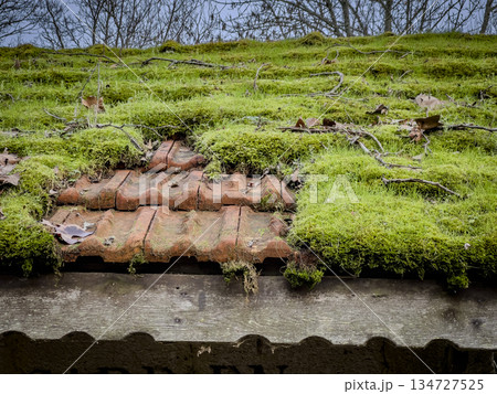 Mossy roof in need of cleaning and maintenance.The green moss growth is covering the roof tiles Mossy roof in need of cleaning and maintenance.The green moss growth is covering the roof tiles 134727525