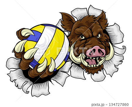 Boar Razorback Hog Volleyball Volley Ball Mascot Boar Razorback Hog Volleyball Volley Ball Mascot 134727860