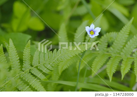 ニワゼキショウ 134728000
