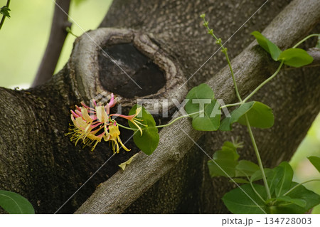 ツキヌケニントウ ツキヌケニントウ 134728003