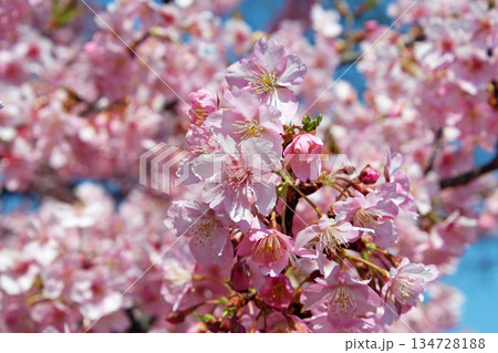 満開の河津桜 134728188