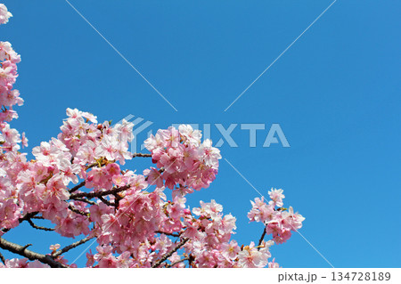 満開の河津桜 134728189