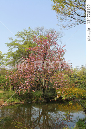 桜の花 桜の花 134728199